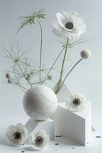 Kronen-Anemone