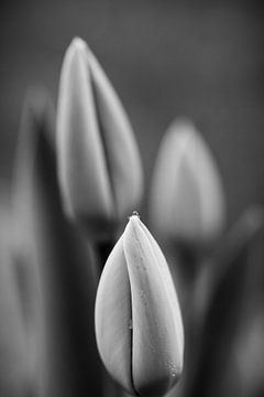 Een druppel water op de tulp. Een "druppel" op de tulp. Een goutte d'eau sur la "tulipe" van Christina Bauer Photos