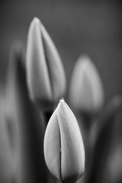 Une goutte d'eau sur la tulipe. Een &quot;druppel&amp;quot ; op de tulp. Une goutte d&#039;eau sur la &quot;tulipe&amp;quot ; par Christina Bauer Photos