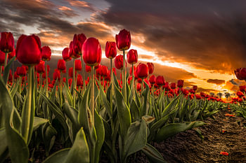 Tulipes rouges au coucher du soleil