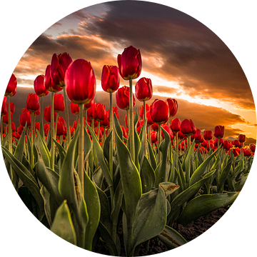 Rode Tulpen bij Zonsondergang van Mario Calma
