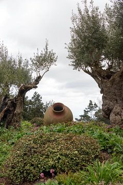 olive trees and old vases in garden