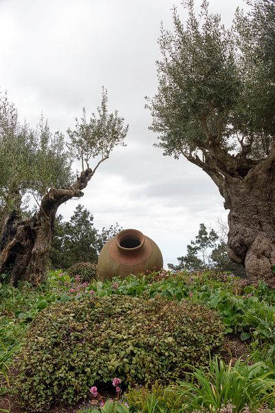 olive trees and old vases in garden von ChrisWillemsen