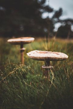 Champignons sur S van Wezep