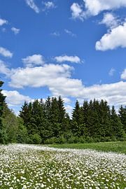 Ein Feld voller Wildblumen von Claude Laprise