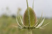 Distel im Süden der Niederlande