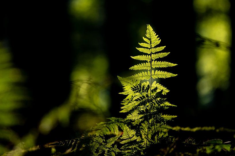 Luminous fern by Uwe Ulrich Grün