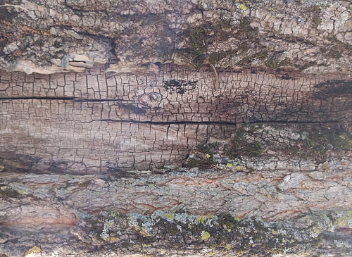 Tree-trunk Structures No. 23