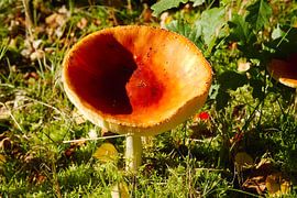 Paddestoel by Marcel Boelens