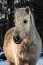 Portret van een paard van Tim Abeln thumbnail