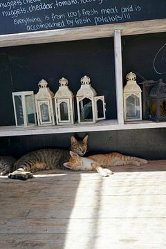 Les chats au soleil VII sur Mad Dog Fotografie