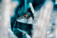 UNDERWATER ART - MERULA van LISA DC thumbnail