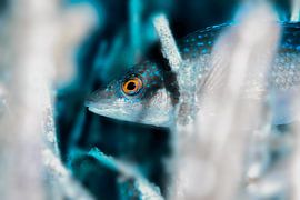 UNDERWATER ART - MERULA by LISA DC