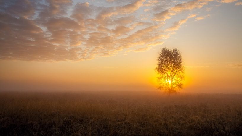 Der Baum im Nebel. von Anneke Hooijer