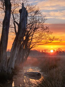Lever de soleil dans le marais sur Lynxs Photography