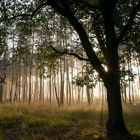 Gouden herfstochtend in het bos van Saskia Pasman