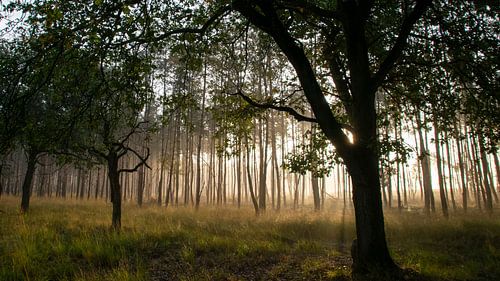 Golden autumn break in the forest