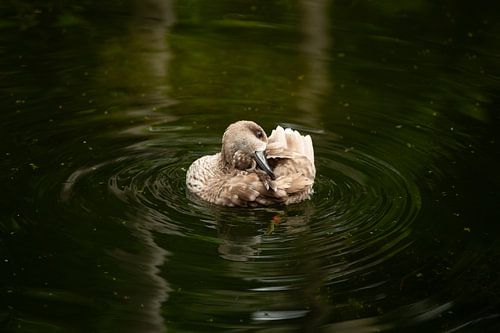Wassende eend