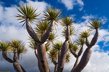 Drakenbloedboom op La Palma van Liesbeth Vogelzang