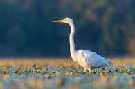 Grote zilverreiger bij zonsopkomst van Sven Scraeyen thumbnail