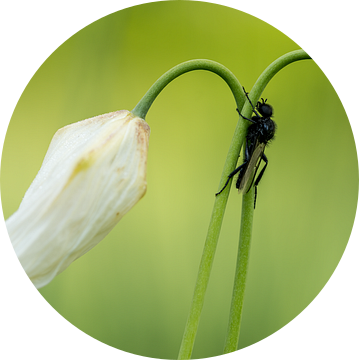 De verbindende factor (NL)