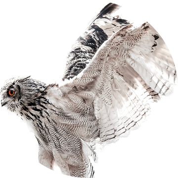 Uil Met Gespreide Vleugels in High-Key Stijl