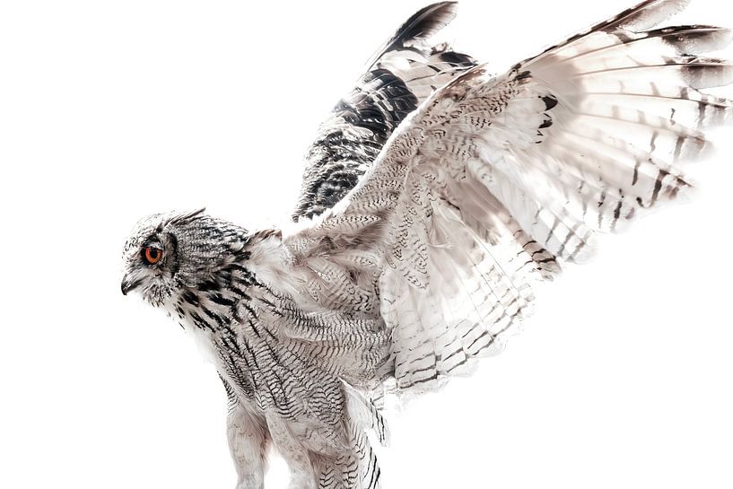 Uil Met Gespreide Vleugels in High-Key Stijl van Femke Ketelaar