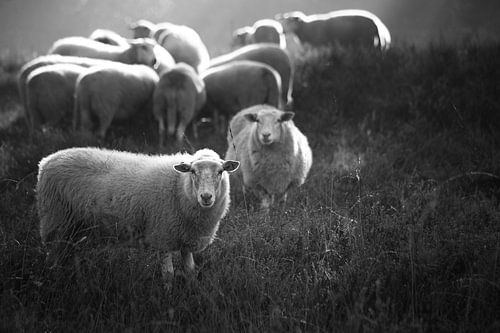 Schapen in Herpenduin