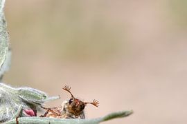 Hi there! by Kirsten Geerts
