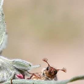 Hi there! by Kirsten Geerts