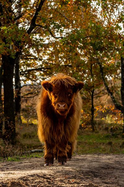 Le jeune Highlander écossais en automne par Berdien van Drogen