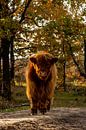 Young Scottish Highlander in autumn by Berdien van Drogen thumbnail