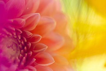 Dahlia flower in the colors magenta, orange and yellow by elma maaskant