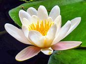Waterlelie/Heilige Lotus van Eduard Lamping thumbnail