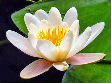 Waterlelie/Heilige Lotus van Eduard Lamping