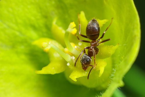 Mier in bloem van Wolfsmelk plant