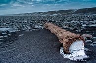 Vieille souche d'arbre par Menno Schaefer Aperçu