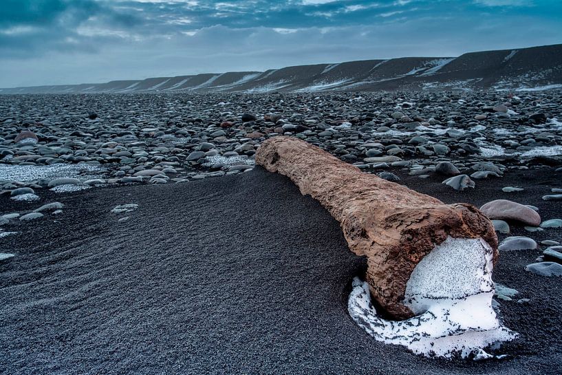 Vieille souche d'arbre par Menno Schaefer