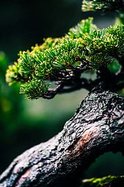 Detail of a bonsai tree by Imperial Art House