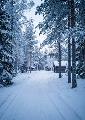 Cabane dans la forêt en hiver — Affiche murale « Forêt de pins enneigée »