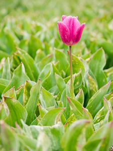 Lila Tulpe
