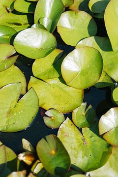 Waterlelie kleur