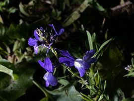 Fleurs bleues sur Aqua Finagh