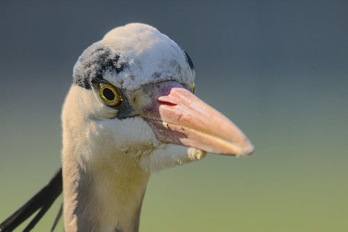 Heron With Tears