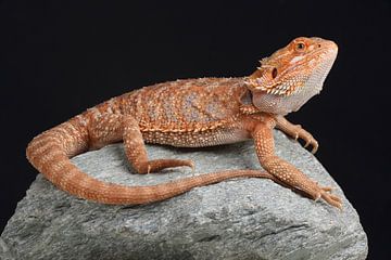 Baardagame (Pogona vitticeps) van Ronald Pol
