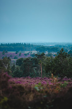 Landes sur le Holterberg