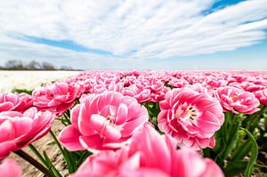 Closeup van een roze tulpenveld nabij Swifterbant. van Nederlandschap