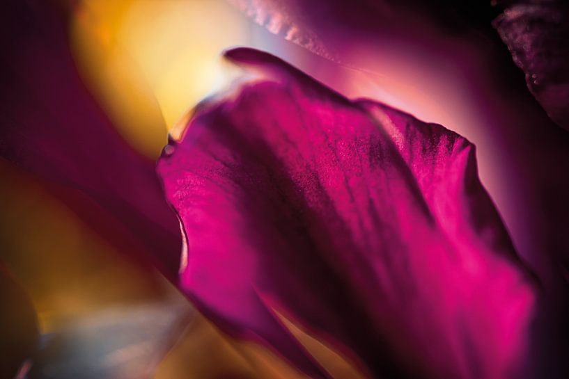Petal in a purple rush by Nicc Koch