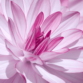 dahlia