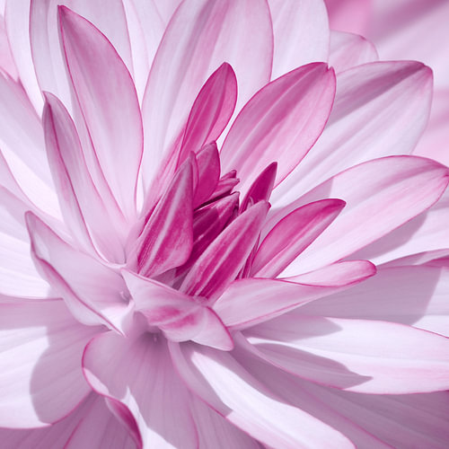 Dahlia van Violetta Honkisz